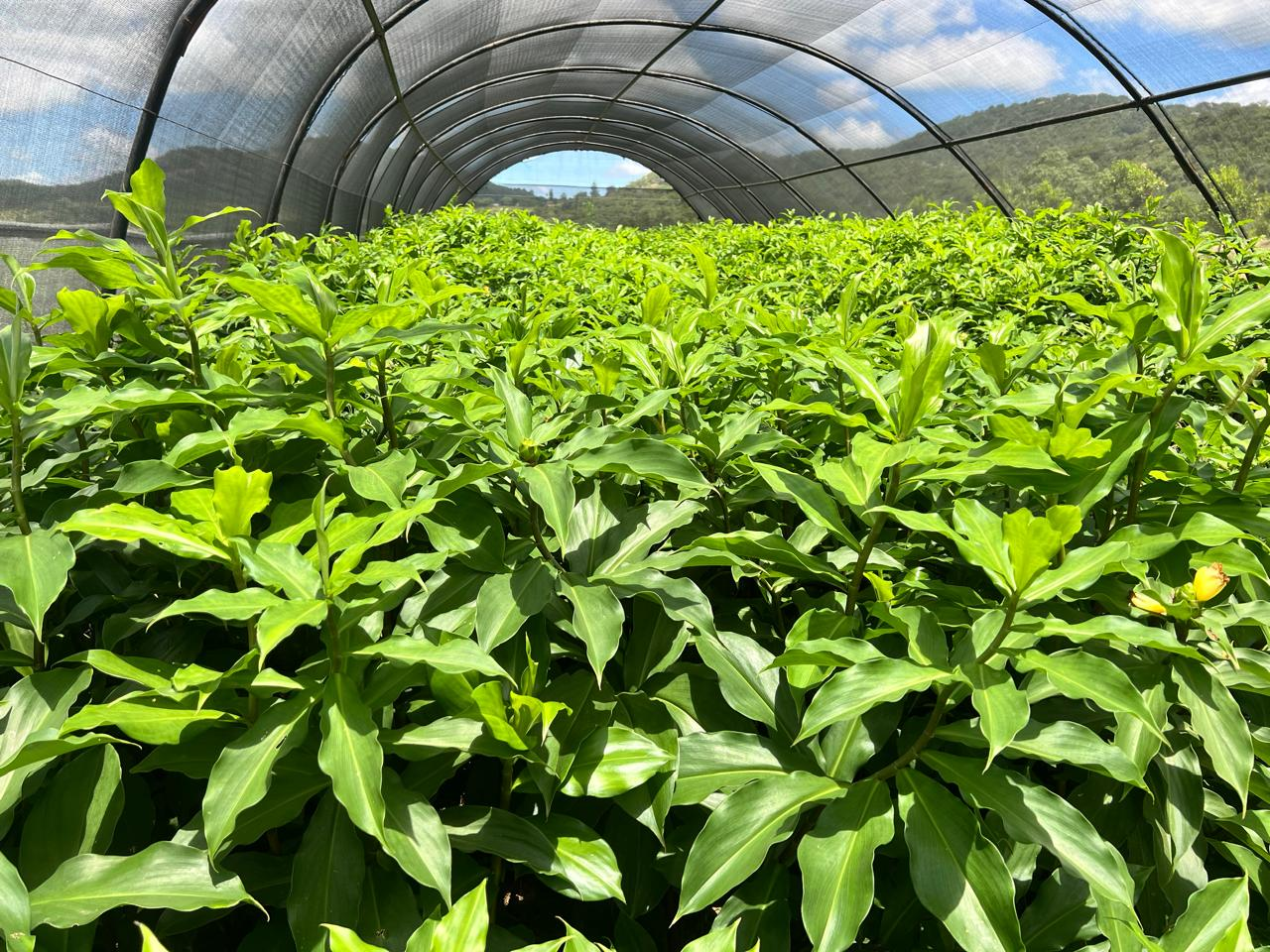 Insulin Plant growing in a shade tunnel on our farm