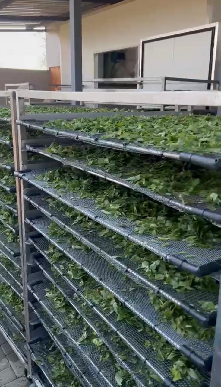 Rows of drying racks covered with leaves