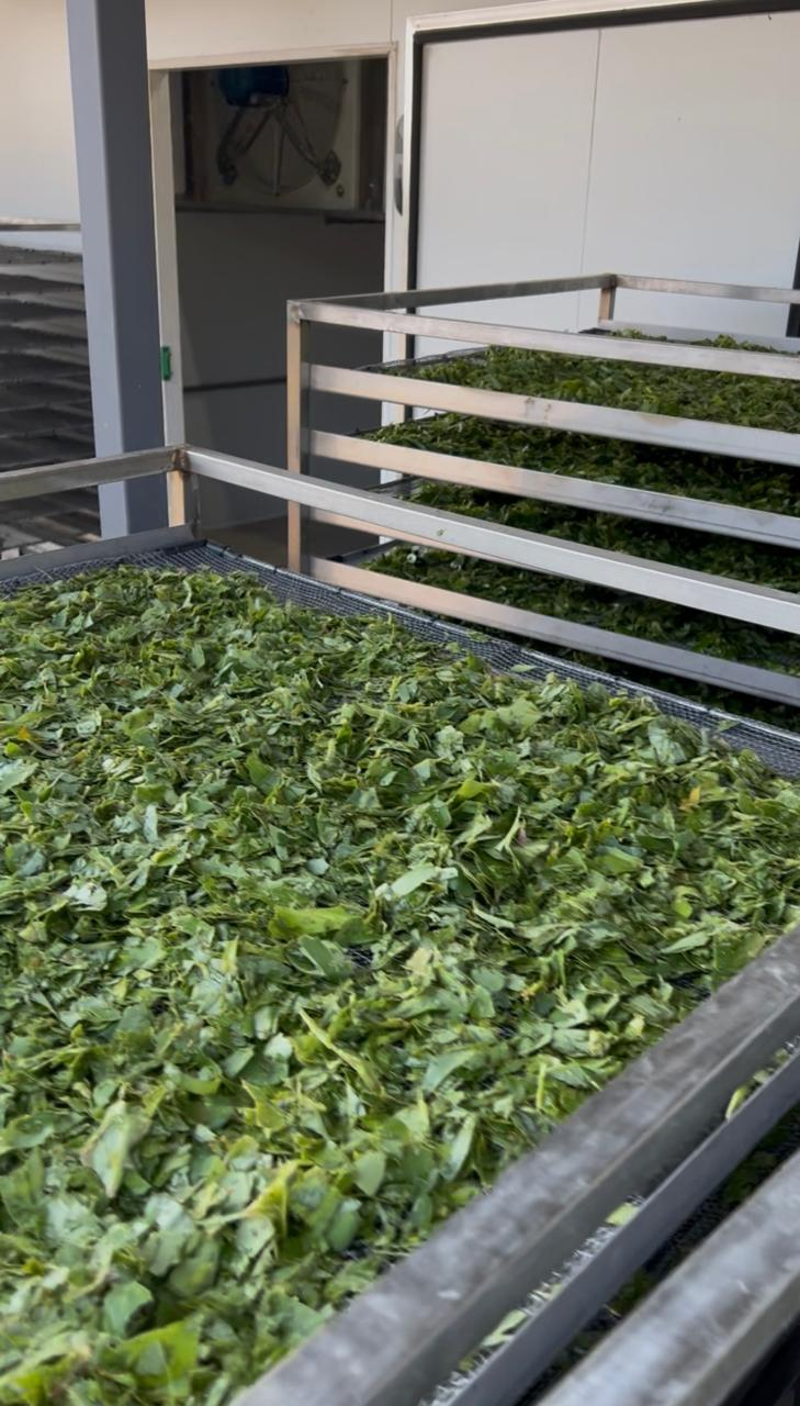 A closer view of leaves spread across drying racks